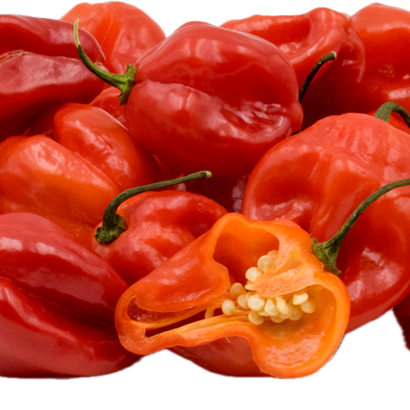 Scotch Bonnet Pepper (Atarodo)