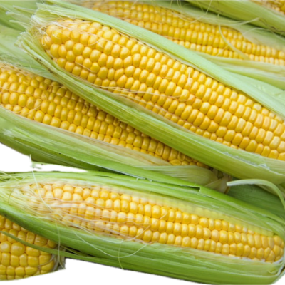 Sweet Corn